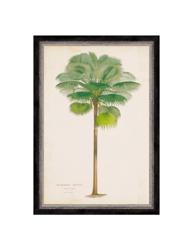 G&C Palm Painting sélection de produits